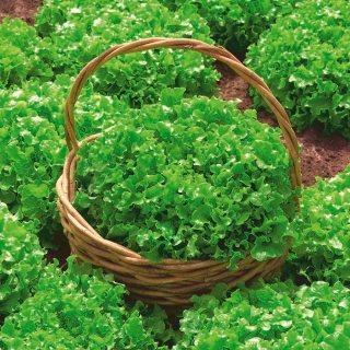BIO Alface - Foliosa - Salad Bowl - 473 sementes - Lactuca sativa var. foliosa