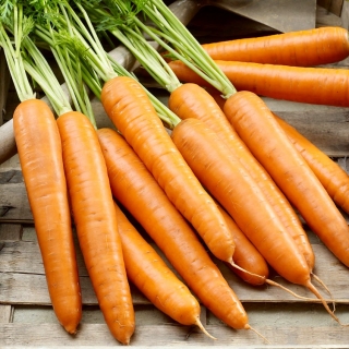 Carrot'Berlikumer 2  -  Perfekcja' - 晚品种 -  100克 -  Daucus carota ‘Berlikumer 2 - Perfekcja' - 種子
