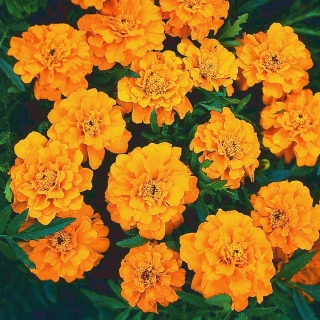 Galbenele galbene "Boy Orange" - 153 semințe - Tagetes patula L.