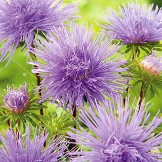 Needle-petal aster "Ela" - violet-blue