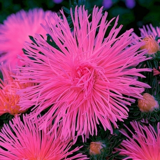 Needle-petal aster "Valkyria" - salmon-pink-red - 225 seeds