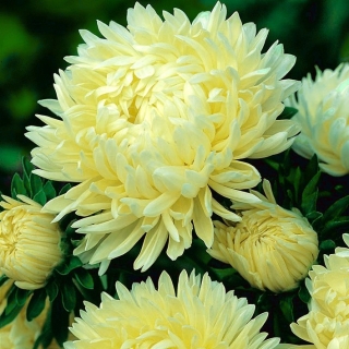 牡丹の花アスター「ソナタ」 - クリーミーな黄色 -  225種子 - Callistephus chinensis  - シーズ