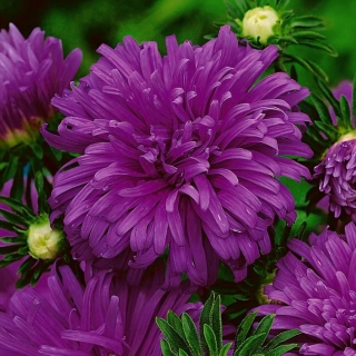 Chrysanthemum-flowered aster "Maja" - heather-purple - 450 biji - Callistephus chinensis  - benih