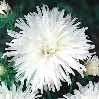 Chrysanthemum-flowered aster "Opal" - white