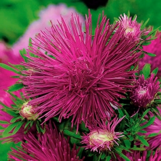 Needle-petal aster "Romeo" - cherry-red coloured - 360 seeds 