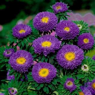 Ķīnas astere – Spark - violets - 450 sēklas - Callistephus chinensis