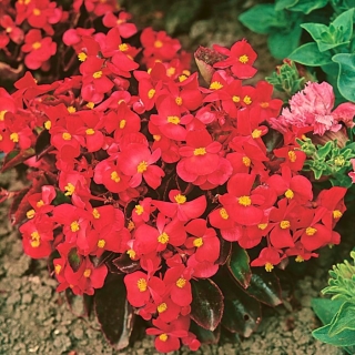 บลูโคเนียสีแดงบานอย่างต่อเนื่องกับใบสีแดง - 2,700 เมล็ด - 2700 เมล็ด - Begonia semperflorens