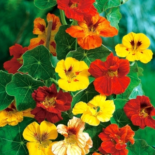 BIO גן nasturtium - תערובת צבע מגוון - זרעים אורגניים מאושרים; כרוב הודי, נזירים -  Tropaeolum majus