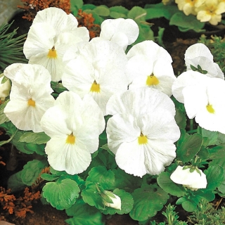 Швейцарський садок - білий - Viola x wittrockiana Schweizer Riesen - насіння