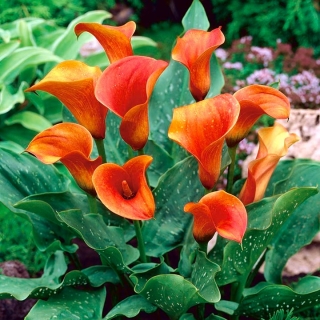 Zantedeschia, Calla Lily Orange - củ / củ / rễ