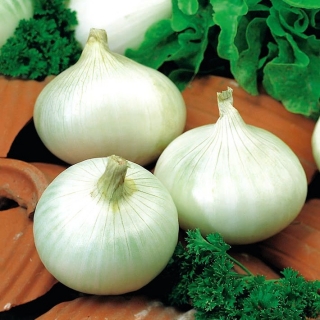 Onion "Elody" - white, wintering variety