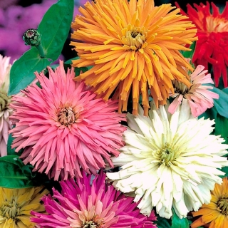 Chrysanthemum-flowered zinnia "Glamour Girls" - variety mix - 108 seeds