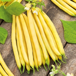 צהוב גמד שעועית צרפתית "לואיזה" - פרודוקטיבי ועמיד - Phaseolus vulgaris L. - זרעים
