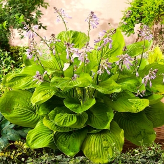 Hosta, Plantain Lily Sum และ Substance - bulb / tuber / root