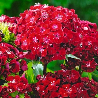 甜威廉 - 胭脂红 -  810粒种子 - Dianthus barbatus - 種子