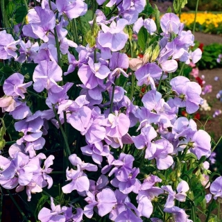 Lõhnav lillhernes - Hrabina Cadogan - 22 seemned - Lathyrus odoratus