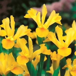 Vilkdalgis (Iris × hollandica) - Golden Harvest - pakuotėje yra 10 vnt