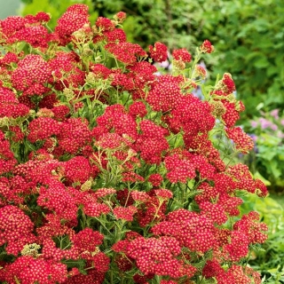 Duizendblad - Paprika - Rood - Achillea millefolium