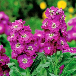 Saham Hoary "Varsovia Kama" - carmine-pink; bunga gilly - Matthiola incana annua - benih