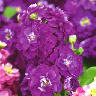 Σκουλήκι "Varsovia Rena" - αμαράνθου-μοβ; gilly λουλούδι - Matthiola incana annua - σπόροι