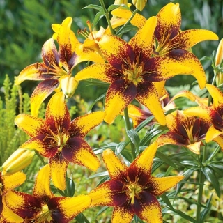 Lilium, Lily Yellow & Brown - květinové cibulky / hlíza / kořen