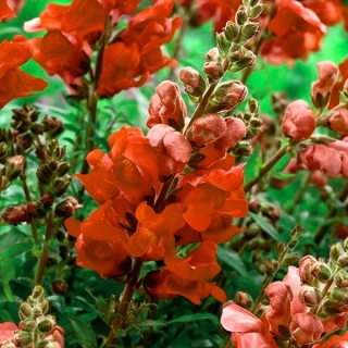 Snapdragon "Sultan" - vysoká, rumelka-červená odroda - Antirrhinum majus maximum - semená
