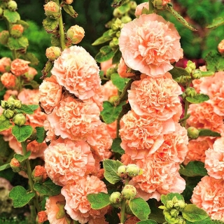 Hollyhock Chater's Double Salmon seeds - Althea rosea fl. pl. - 50 seeds
