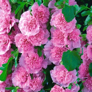 Alcea rosea - Pink - rosa - Althaea rosea