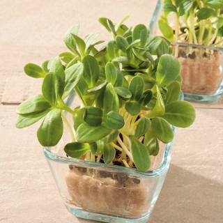 Microgreens  - 琉璃苣 - 年轻，美味的叶子; starflower -  Borago officinalis - 種子