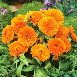 Pot marigold "Gem Orange" - oren; ruddles, marigold biasa, Scotch marigold - 108 biji - Calendula officinalis - benih