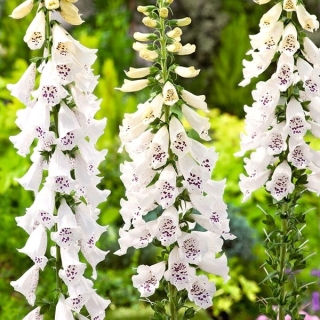 キツネノテブクロ - 白花;一般的なジギタリス、紫色のジギタリス、女性の手袋 -  1800種 - Digitalis purpurea - シーズ
