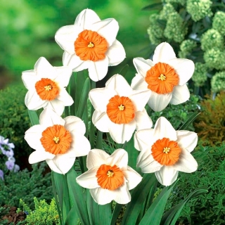 Narcissus Profesor Einstein - Profesor Daffodil Einstein - 5 bulbi