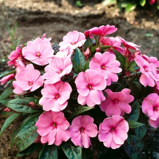 Busy Lizzy - pink; balsam, sultana, impatiens