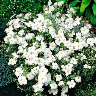 सफेद cupflower; Nierembergia - 