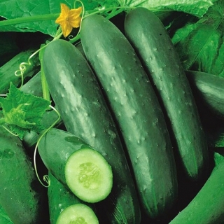 Salad cucumber "Jazzer F1" - 10 seeds