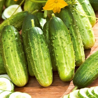 Cucumber "Regina F1" - field, medium early variety