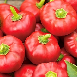 فلفل "اسکندر" - انواع تزیین قرمز تیره و نوع گوجه فرنگی برای کاشت در مزرعه و تونل - 65 دانه - Capsicum L.