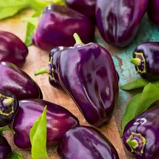 Pepper "Nokturn" - dark purple, triangular fruit