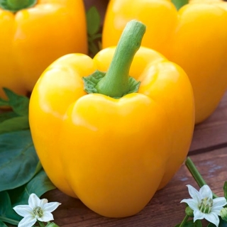 甜椒'Calipso' - 黄色品种推荐用于低矮隧道和野外种植 -  Capsicum annuum - Calipso - 種子