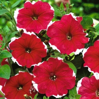 Garden petunia "Illusion (Iluzja)" - red
