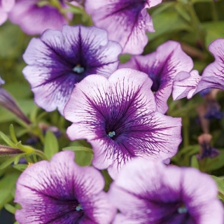 Petunia de grădină "Rainbow (Rainbow)" - violet - Petunia hyb. grandiflora nana - semințe