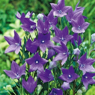 Platycodon, flor de globo - Fuji Blue; Bellflower chino