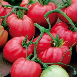 Tomat - Cuor di Bue - Lycopersicon esculentum Mill  - seemned