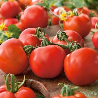 Tomato "Pelican" - universal variety for greenhouse, tunnel and field cultivation