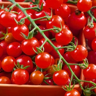 Tomaatti - Sweetbaby - Lycopersicon esculentum Mill  - siemenet