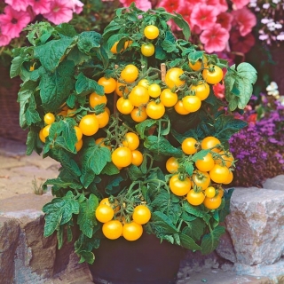 Geltonasis vyšnių pomidoras -  Lycopersicon esculentum - sėklos