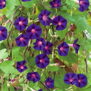 Gloria de la mañana - Grandpa Ott's - 40 semillas - Ipomea purpurea