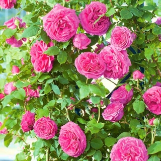 Panjat bibit mawar - merah muda - pot - 