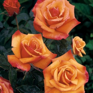 การ์เด้นหลายดอกกุหลาบ - สีเหลืองส้ม - กระถางต้นกล้า - 