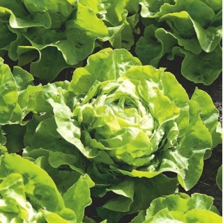 Butterhead lettuce "Lento" - SEED TAPE